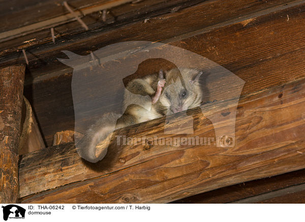dormouse / THA-06242