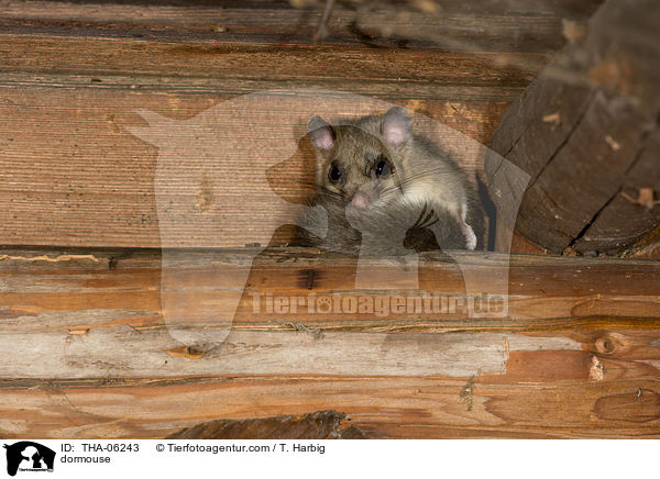 dormouse / THA-06243