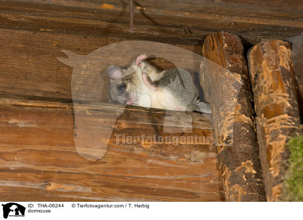 dormouse / THA-06244