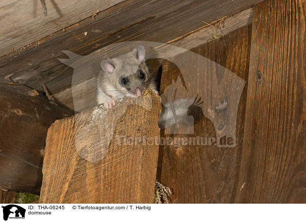 dormouse / THA-06245