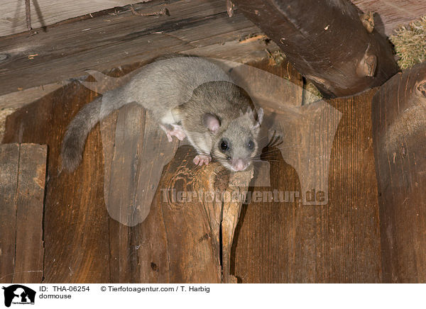 dormouse / THA-06254