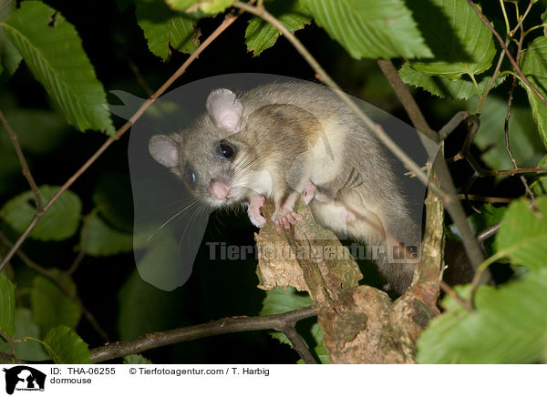 dormouse / THA-06255