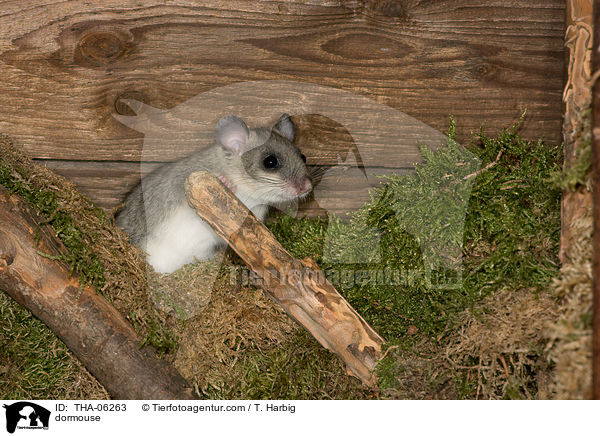 dormouse / THA-06263