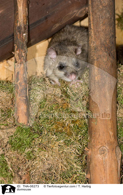 dormouse / THA-06273