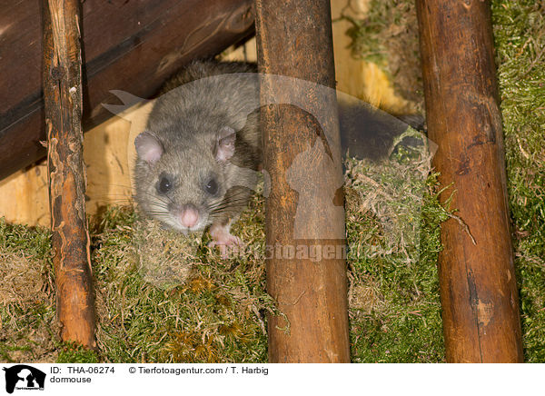 dormouse / THA-06274