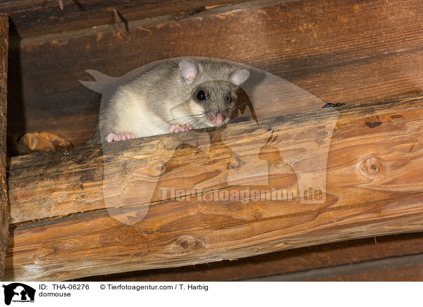 Siebenschlfer / dormouse / THA-06276