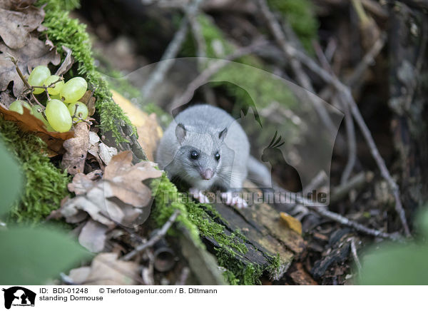 standing Dormouse / BDI-01248