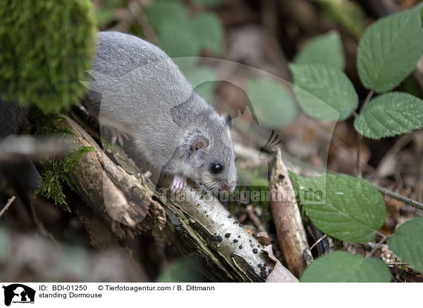 stehender Siebenschlfer / standing Dormouse / BDI-01250