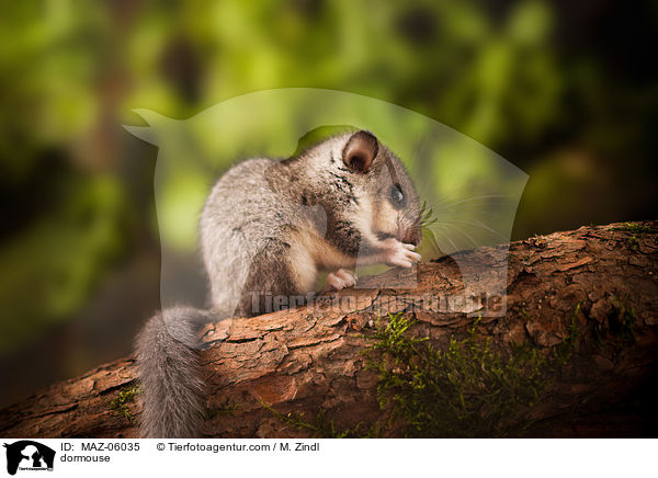 dormouse / MAZ-06035