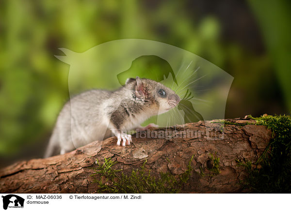 dormouse / MAZ-06036