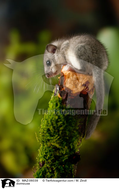 dormouse / MAZ-06039