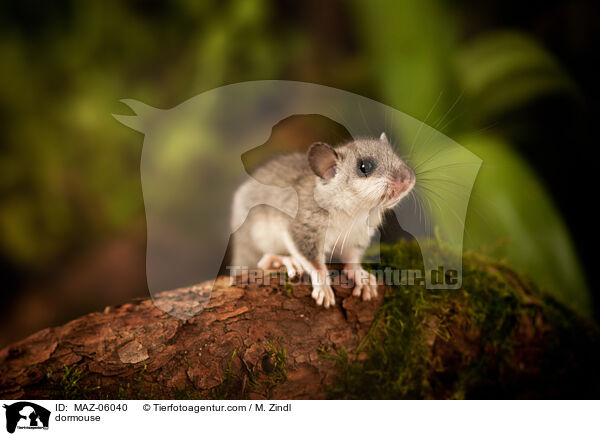 dormouse / MAZ-06040