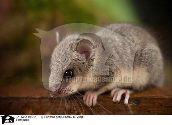 dormouse / MAZ-06041