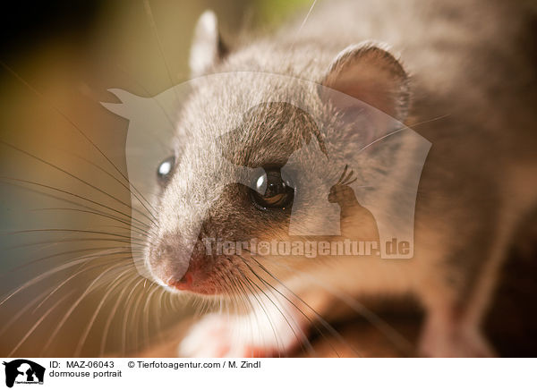 dormouse portrait / MAZ-06043