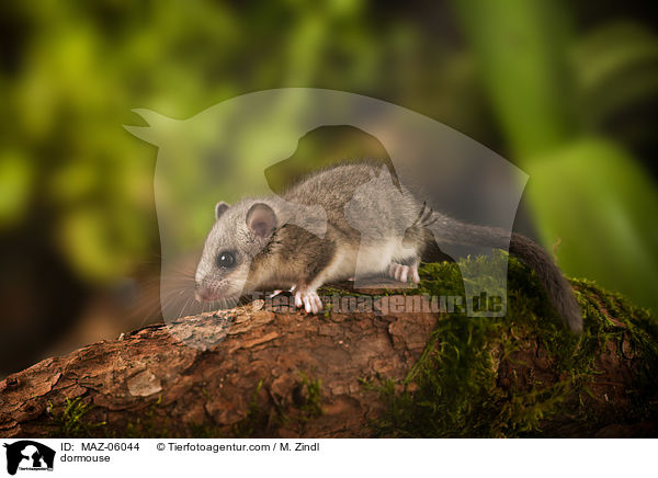 dormouse / MAZ-06044
