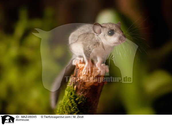 dormouse / MAZ-06045