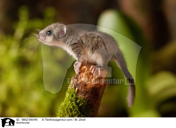 dormouse / MAZ-06046