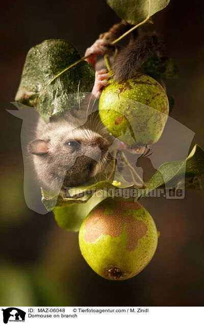 Dormouse on branch / MAZ-06048