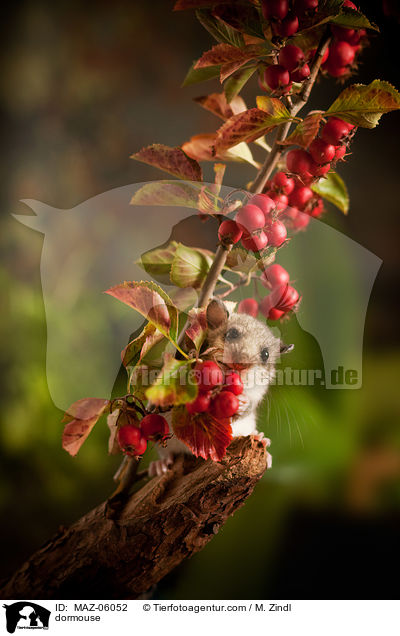 dormouse / MAZ-06052