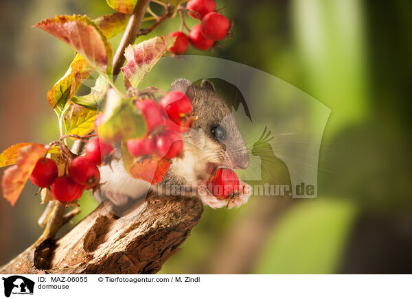 dormouse / MAZ-06055