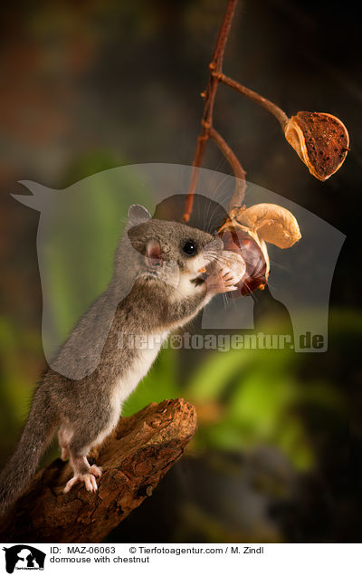 Siebenschlfer mit Kastanie / dormouse with chestnut / MAZ-06063