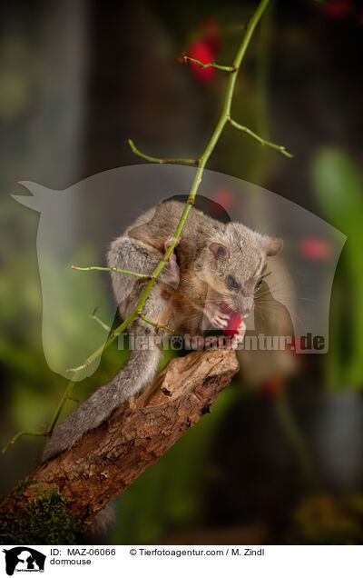 dormouse / MAZ-06066