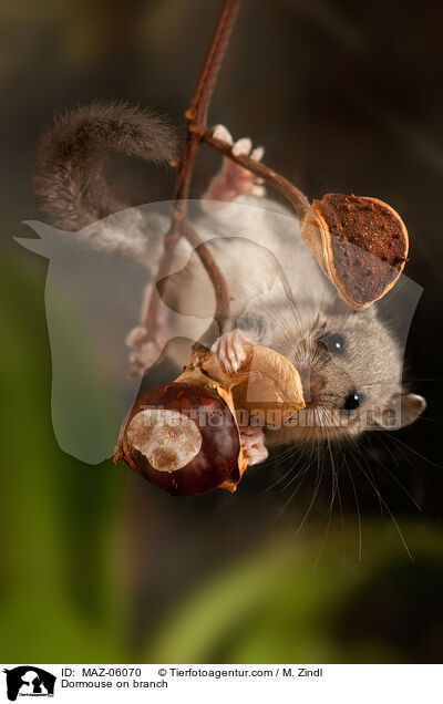 Dormouse on branch / MAZ-06070