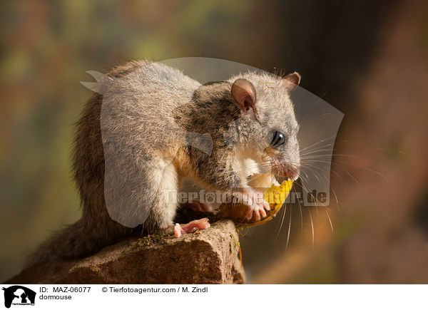 dormouse / MAZ-06077