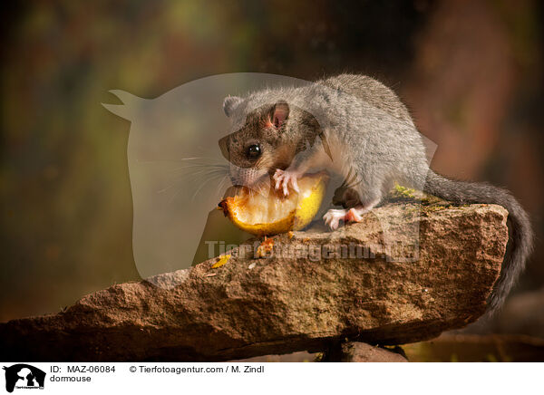Siebenschlfer / dormouse / MAZ-06084