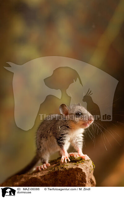 dormouse / MAZ-06086
