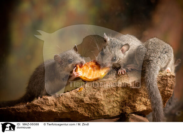 dormouse / MAZ-06088