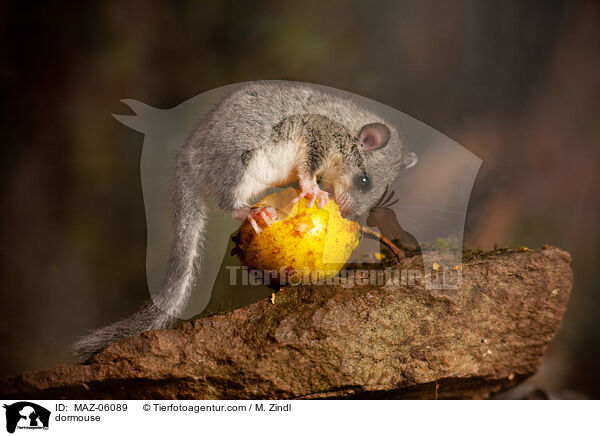 dormouse / MAZ-06089
