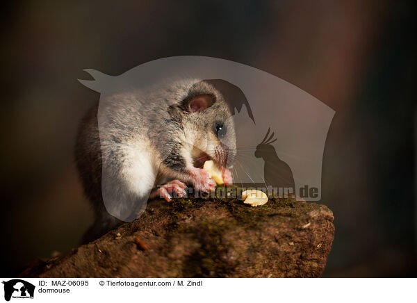 dormouse / MAZ-06095