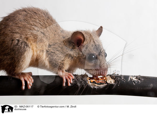 Siebenschlfer / dormouse / MAZ-06117