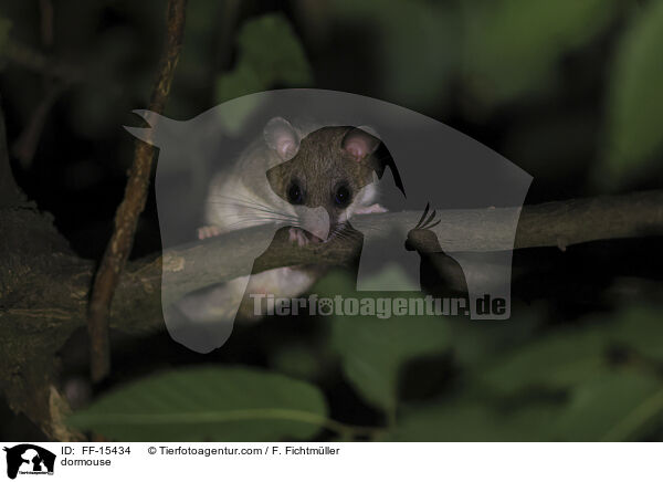 dormouse / FF-15434
