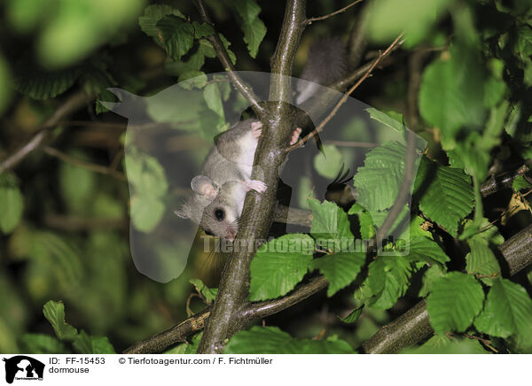 Siebenschlfer / dormouse / FF-15453