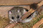 dormouse