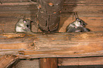 dormice