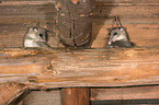 dormice