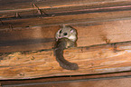 dormouse