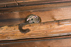 dormouse