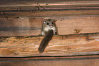 dormouse
