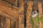 dormouse