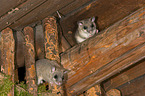 dormice