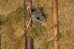 dormouse