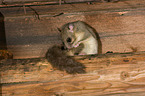 dormouse