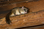 dormouse