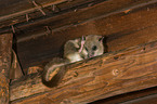 dormouse