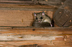dormouse