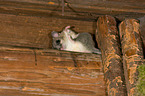 dormouse